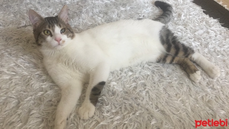 Tekir Kedi, Kedi  Bulut fotoğrafı