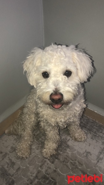 Maltese, Köpek  goji fotoğrafı