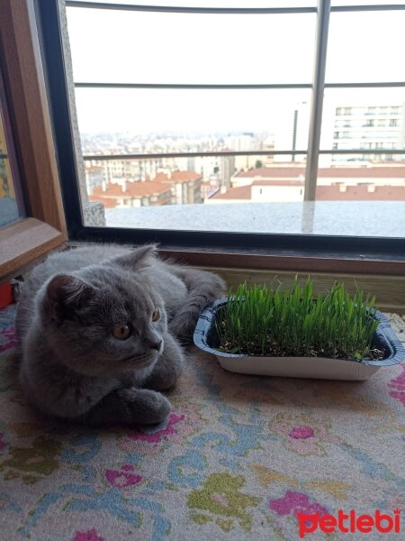 British Shorthair, Kedi  sherlock fotoğrafı