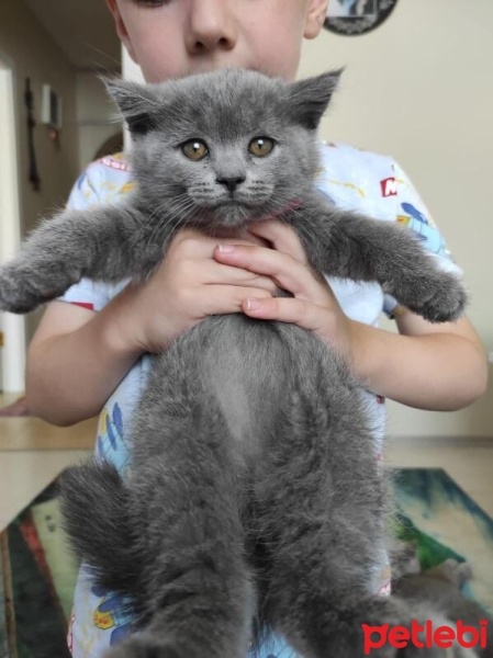 British Shorthair, Kedi  Boncuk fotoğrafı