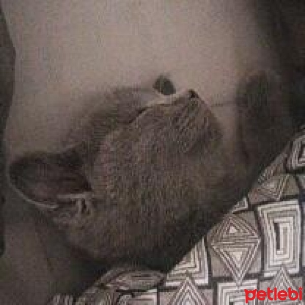 British Shorthair, Kedi  Boncuk fotoğrafı
