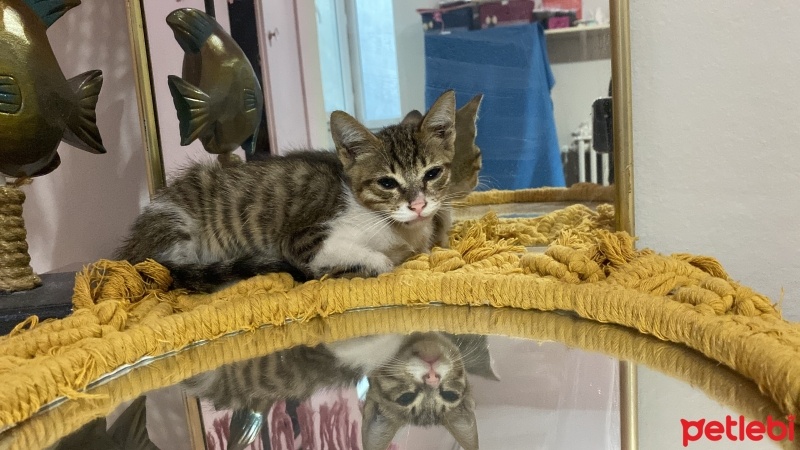 Tekir Kedi, Kedi  Masum için ömürlük yuva fotoğrafı