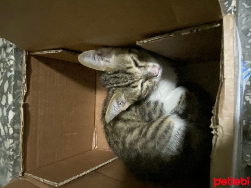 Tekir Kedi, Kedi  Masum için ömürlük yuva fotoğrafı