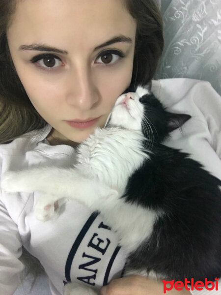 Soke, Kedi  Fındık fotoğrafı