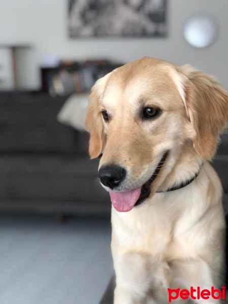 Golden Retriever, Köpek  Hachiko fotoğrafı