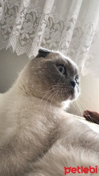 Scottish Fold, Kedi  Atiba fotoğrafı