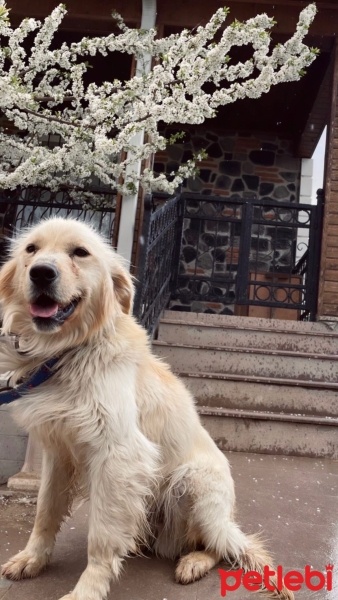 Golden Retriever, Köpek  Paşa fotoğrafı