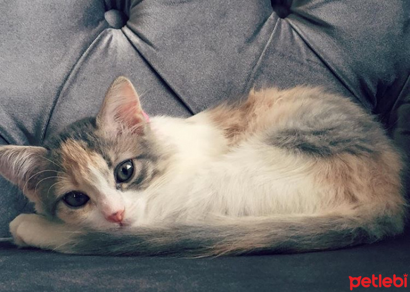 Tekir Kedi, Kedi  Boncuk fotoğrafı
