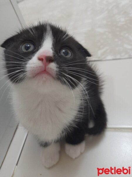 Scottish Fold, Kedi  Şila fotoğrafı