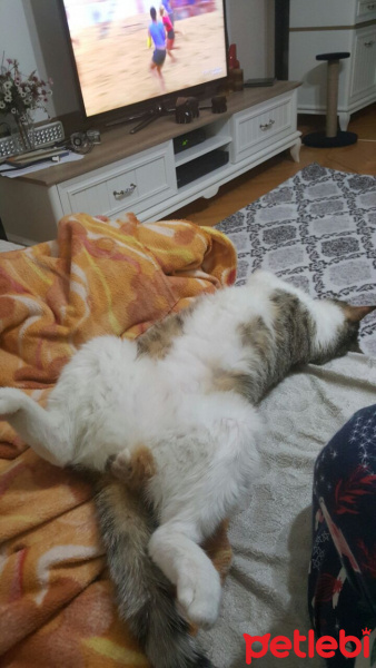 Tekir Kedi, Kedi  Bidik fotoğrafı