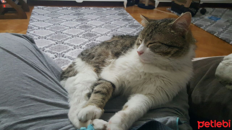 Tekir Kedi, Kedi  Bidik fotoğrafı