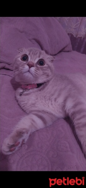 British Shorthair, Kedi  Lila fotoğrafı