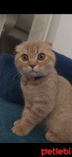 British Shorthair, Kedi  Lila fotoğrafı