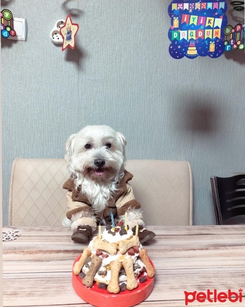 Maltese, Köpek  Mali fotoğrafı