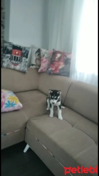 Sibirya Kurdu (Husky), Köpek  Baykus fotoğrafı