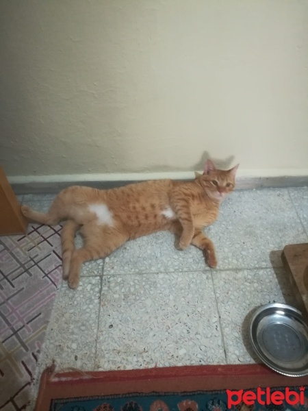 Sarman, Kedi  Boncuk fotoğrafı