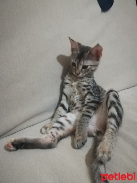 Tekir Kedi, Kedi  Korsan fotoğrafı