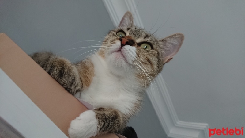 Tekir Kedi, Kedi  Mia fotoğrafı
