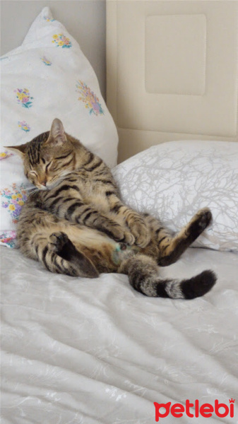 Tekir Kedi, Kedi  Balım fotoğrafı