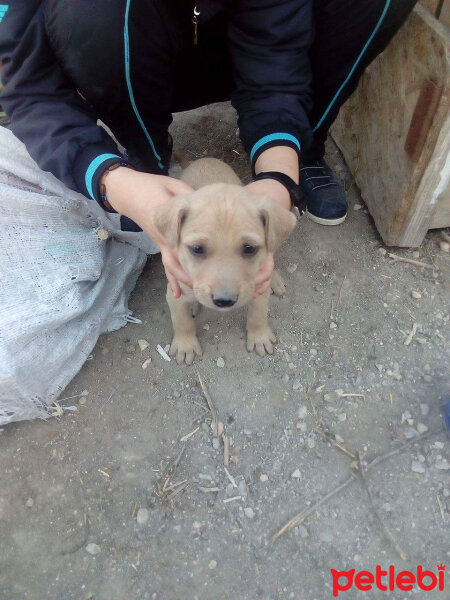 Kangal, Köpek  Paşa fotoğrafı