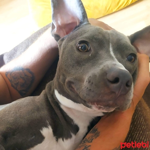 Amerikan Pitbull Terrier, Köpek  Eva fotoğrafı