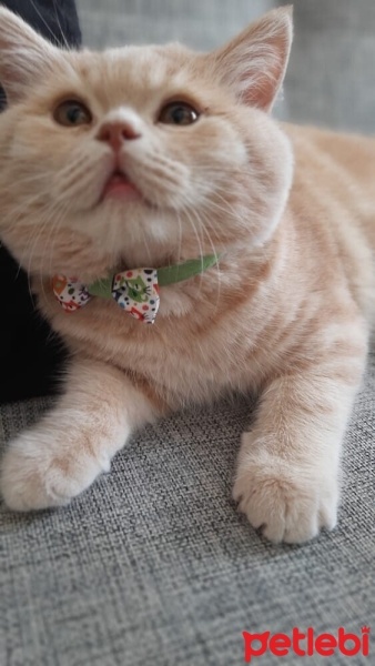 British Shorthair, Kedi  Berlin fotoğrafı