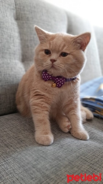 British Shorthair, Kedi  Berlin fotoğrafı