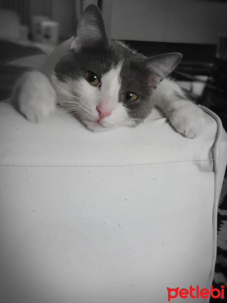 Tekir Kedi, Kedi  Peyker fotoğrafı