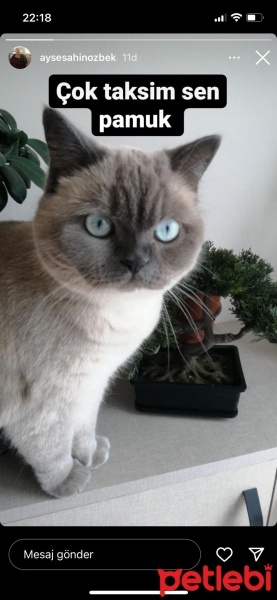 British Shorthair, Kedi  Pamuk fotoğrafı