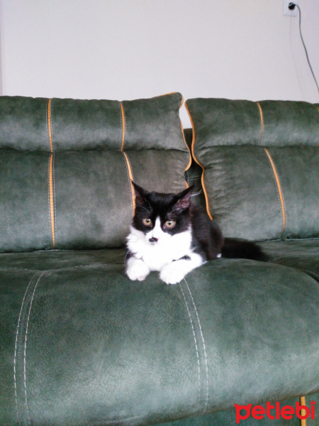 Tekir Kedi, Kedi  Pati fotoğrafı