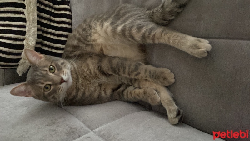 Mavi Rus, Kedi  Venüs fotoğrafı