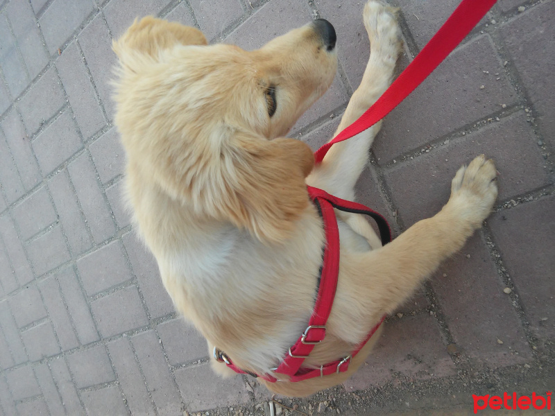 Golden Retriever, Köpek  Duman fotoğrafı