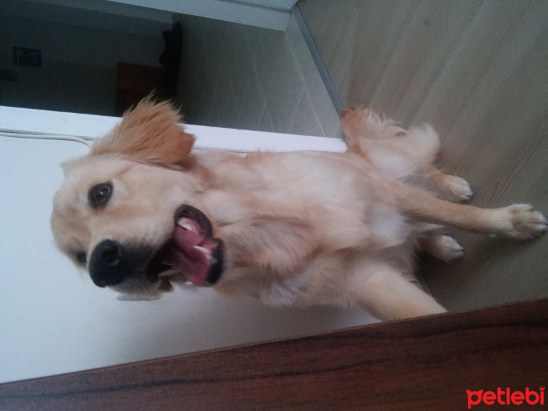 Golden Retriever, Köpek  Duman fotoğrafı