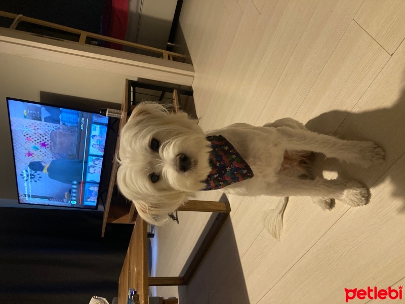 Maltese, Köpek  Rita fotoğrafı