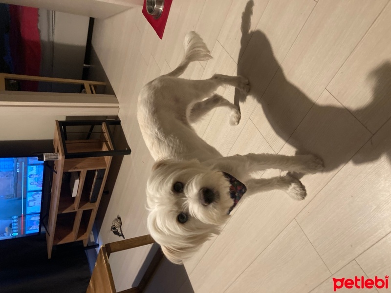 Maltese, Köpek  Rita fotoğrafı