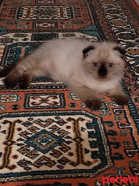 Scottish Fold, Kedi  Pamuk fotoğrafı
