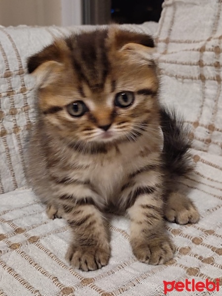Scottish Fold, Kedi  Pamuk fotoğrafı