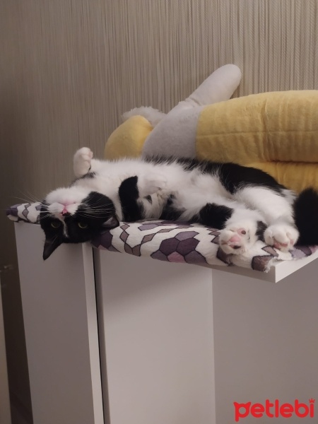 Tekir Kedi, Kedi  HERA fotoğrafı