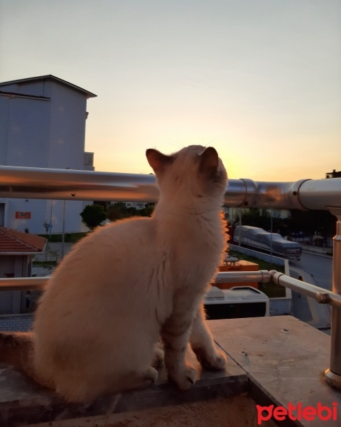 British Shorthair, Kedi  Apollon fotoğrafı