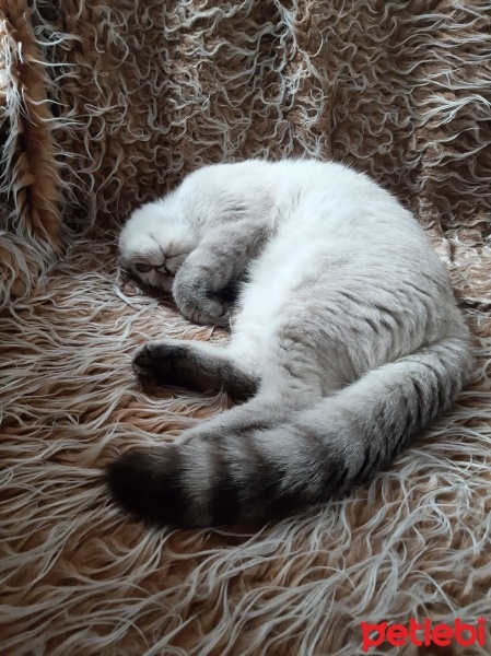 British Shorthair, Kedi  Apollon fotoğrafı