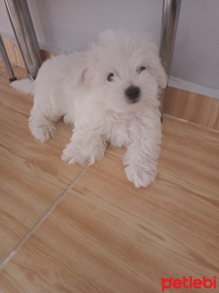 Maltese, Köpek  Maltese fotoğrafı