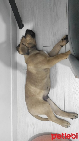 Presa Canario, Köpek  Cristo fotoğrafı