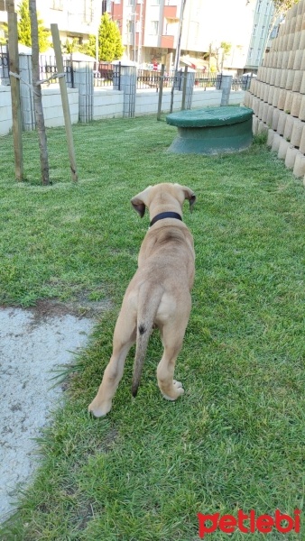 Presa Canario, Köpek  Cristo fotoğrafı