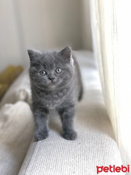 British Shorthair, Kedi  Pars fotoğrafı
