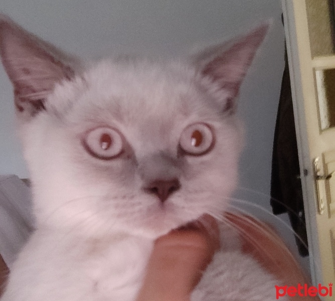 British Shorthair, Kedi  Gümüş fotoğrafı