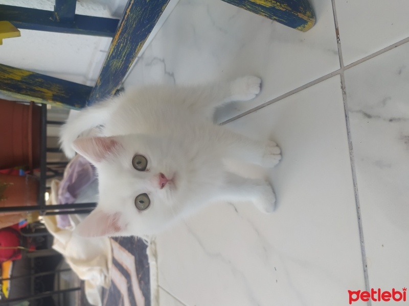 British Shorthair, Kedi  Maysa fotoğrafı