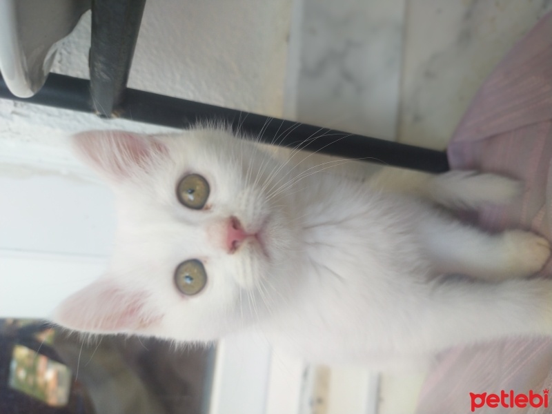 British Shorthair, Kedi  Maysa fotoğrafı