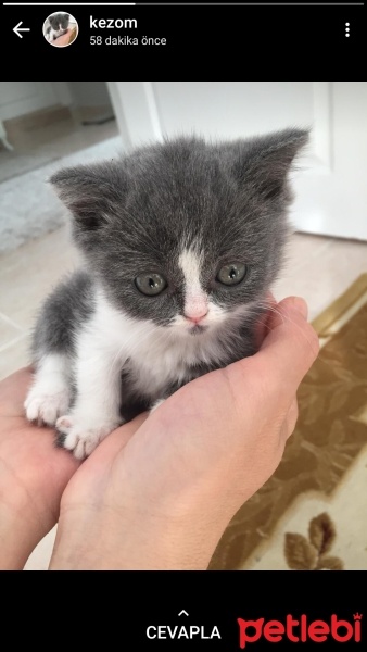 Scottish Fold, Kedi  Duman fotoğrafı