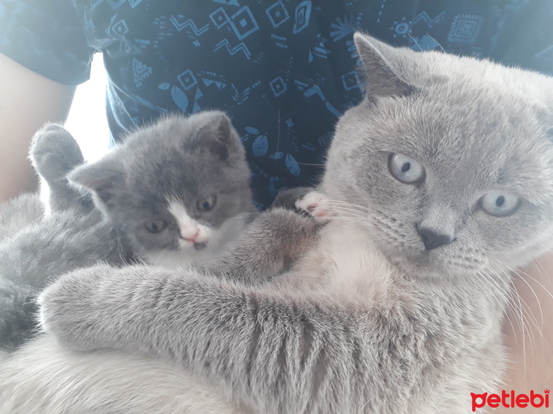Scottish Fold, Kedi  Duman fotoğrafı