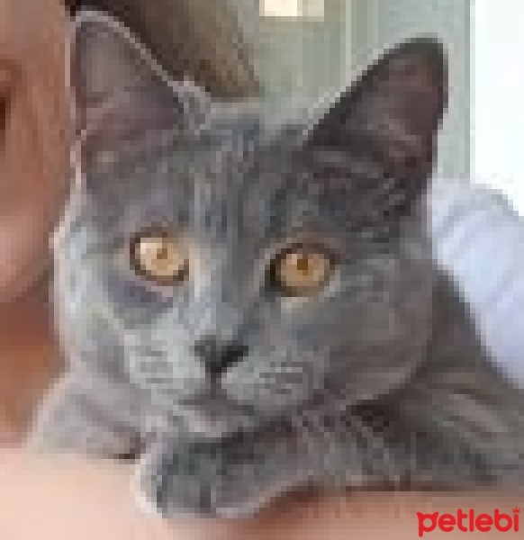 British Shorthair, Kedi  BİHTER fotoğrafı